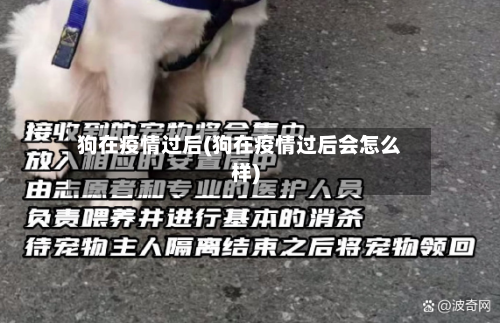 狗在疫情过后(狗在疫情过后会怎么样)