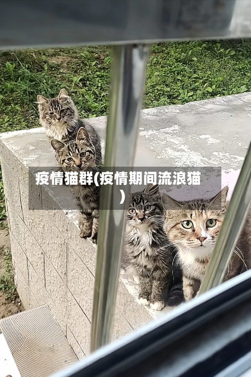 疫情猫群(疫情期间流浪猫)-第3张图片